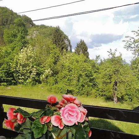 Zupancic Bohinjska Bela